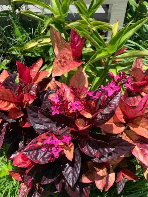 North Shore Garden